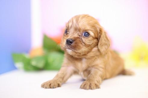 成約済の愛知県のキャバリアキングチャールズスパニエル-53778の3枚目