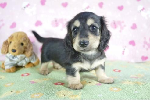 成約済の兵庫県のミニチュアダックスフンド(ロングヘアード)-52963の2枚目