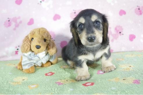 成約済の兵庫県のミニチュアダックスフンド(ロングヘアード)-52963の1枚目