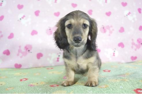 成約済の兵庫県のミニチュアダックスフンド(ロングヘアード)-51754の1枚目