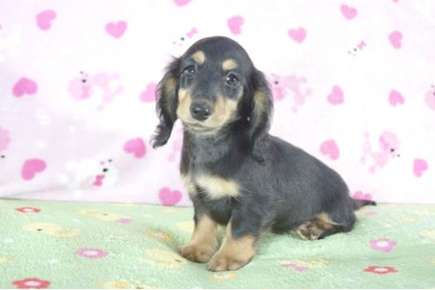 成約済の兵庫県のミニチュアダックスフンド(ロングヘアード)-51752の2枚目