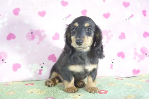 成約済の兵庫県のミニチュアダックスフンド(ロングヘアード)-51752の1枚目