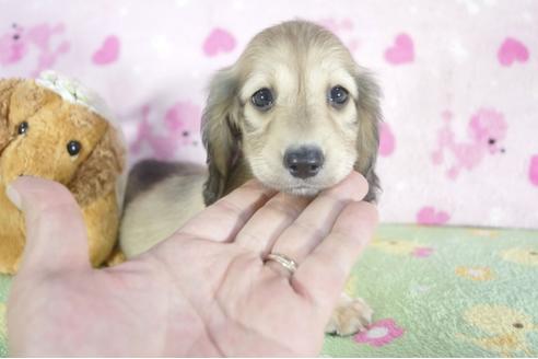 成約済の兵庫県のミニチュアダックスフンド(ロングヘアード)-52961の2枚目