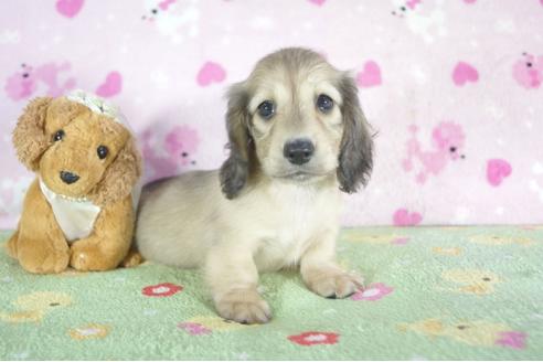 成約済の兵庫県のミニチュアダックスフンド(ロングヘアード)-52961の1枚目