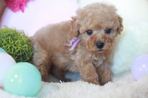 成約済の滋賀県のトイプードル-53962の4枚目