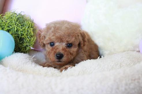 成約済の滋賀県のトイプードル-53962の3枚目