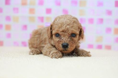 成約済の滋賀県のトイプードル-53962の2枚目