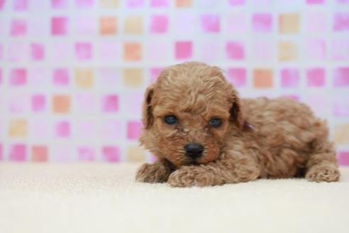 成約済の滋賀県のトイプードル-53962の1枚目