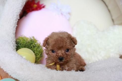 成約済の滋賀県のトイプードル-53967の4枚目