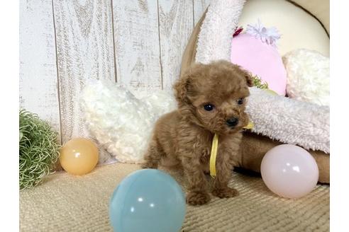 成約済の滋賀県のトイプードル-53967の3枚目