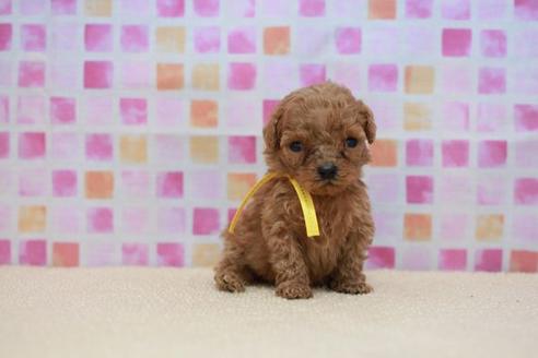 成約済の滋賀県のトイプードル-53967の2枚目