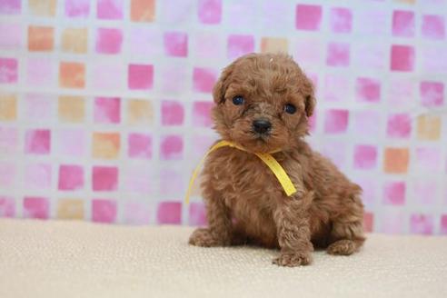 成約済の滋賀県のトイプードル-53967の1枚目