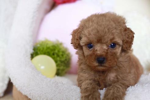 成約済の滋賀県のトイプードル-53969の4枚目