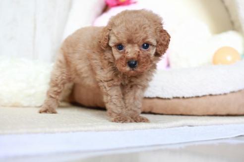 成約済の滋賀県のトイプードル-53969の3枚目