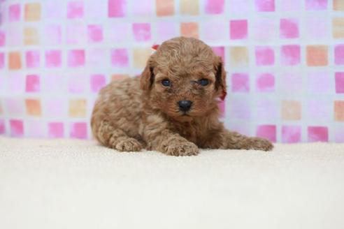 成約済の滋賀県のトイプードル-53969の2枚目