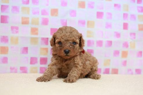 成約済の滋賀県のトイプードル-53969の1枚目