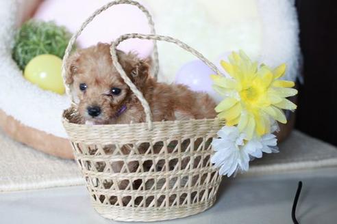 成約済の滋賀県のトイプードル-54245の2枚目