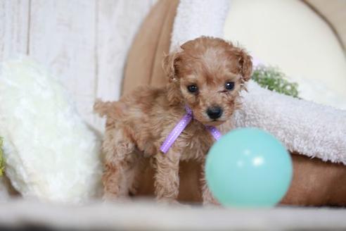 成約済の滋賀県のトイプードル-54245の1枚目