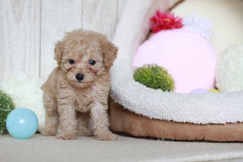 成約済の滋賀県のトイプードル-53659の2枚目