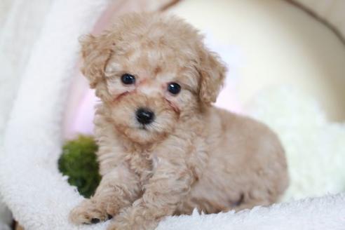 成約済の滋賀県のトイプードル-53659の1枚目