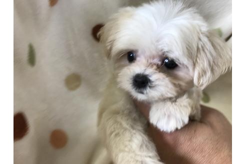 成約済の岐阜県のミックス犬-53725の4枚目