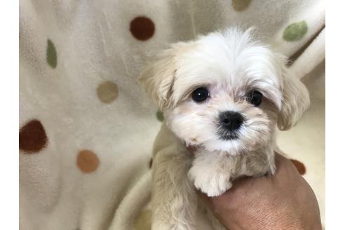 成約済の岐阜県のミックス犬-53725の3枚目