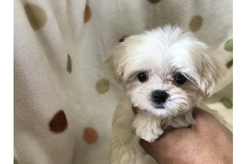 成約済の岐阜県のミックス犬-53725の2枚目