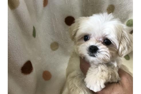 成約済の岐阜県のミックス犬-53725の1枚目