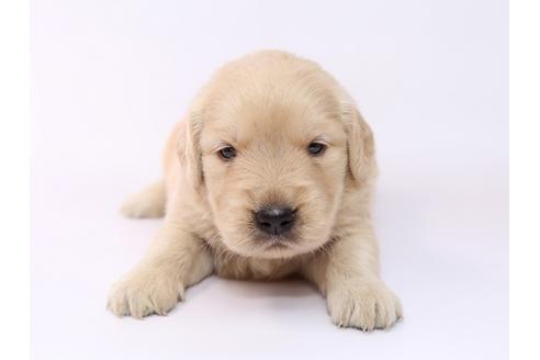 成約済の栃木県のゴールデンレトリーバー-54763の3枚目