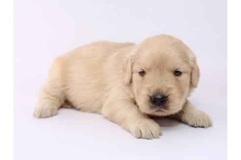 成約済の栃木県のゴールデンレトリーバー-54763の2枚目