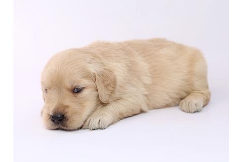 成約済の栃木県のゴールデンレトリーバー-54763の1枚目