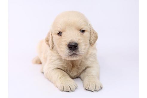 成約済の栃木県のゴールデンレトリーバー-54764の3枚目