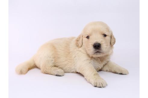 成約済の栃木県のゴールデンレトリーバー-54764の2枚目