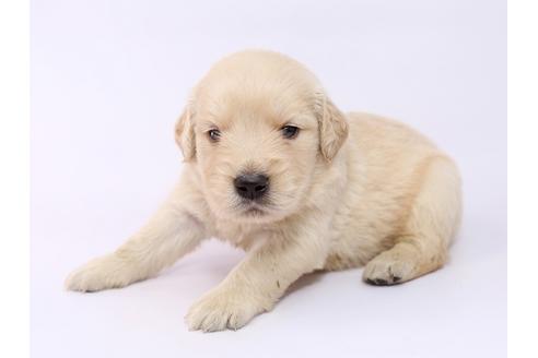 成約済の栃木県のゴールデンレトリーバー-54764の1枚目