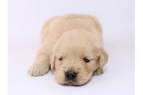 成約済の栃木県のゴールデンレトリーバー-54765の3枚目