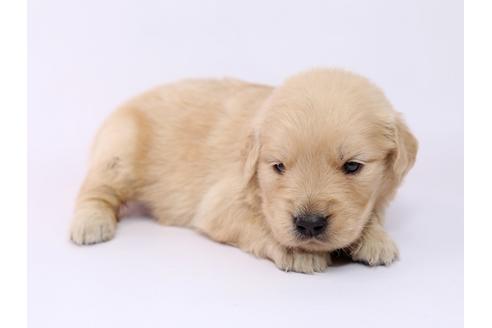 成約済の栃木県のゴールデンレトリーバー-54765の2枚目