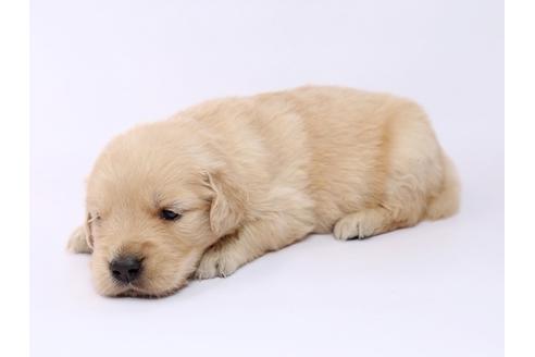 成約済の栃木県のゴールデンレトリーバー-54765の1枚目