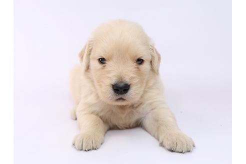 成約済の栃木県のゴールデンレトリーバー-54766の3枚目