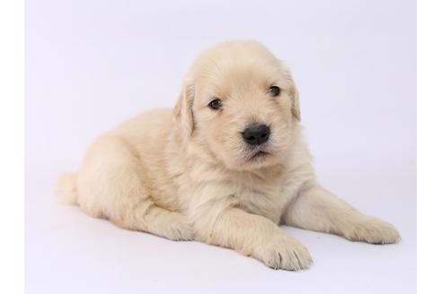 成約済の栃木県のゴールデンレトリーバー-54766の2枚目