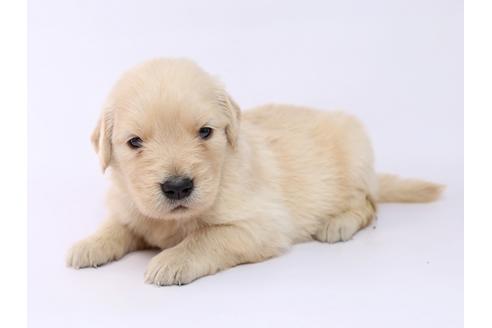 成約済の栃木県のゴールデンレトリーバー-54766の1枚目