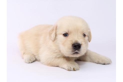 成約済の栃木県のゴールデンレトリーバー-54767の2枚目