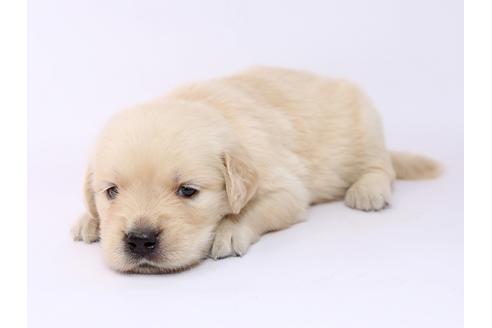 成約済の栃木県のゴールデンレトリーバー-54767の1枚目