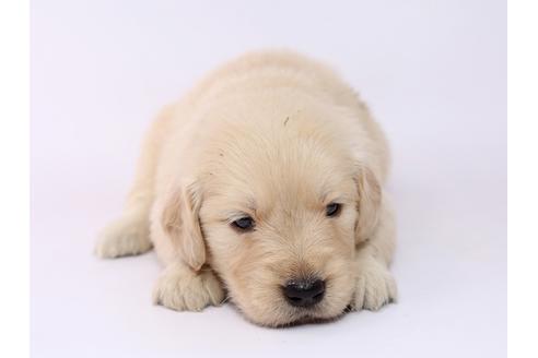 成約済の栃木県のゴールデンレトリーバー-54768の3枚目