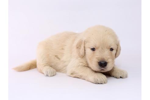 成約済の栃木県のゴールデンレトリーバー-54768の2枚目