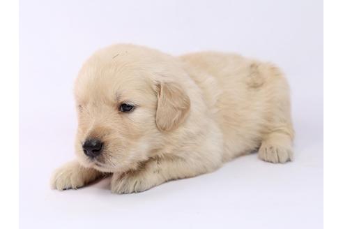 成約済の栃木県のゴールデンレトリーバー-54768の1枚目