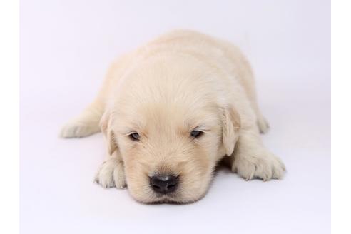 成約済の栃木県のゴールデンレトリーバー-54769の3枚目