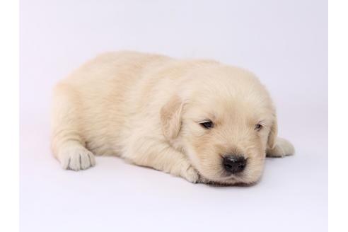 成約済の栃木県のゴールデンレトリーバー-54769の2枚目