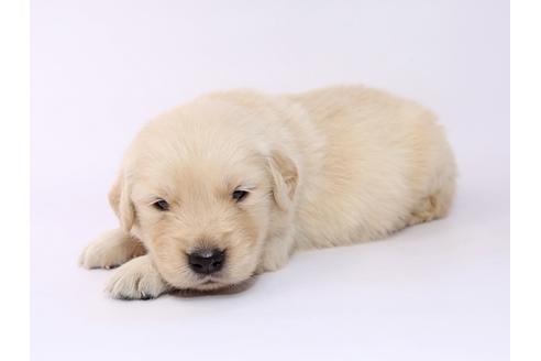 成約済の栃木県のゴールデンレトリーバー-54769の1枚目