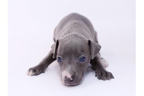 成約済の栃木県のイタリアングレーハウンド(イタグレ)-54770の4枚目