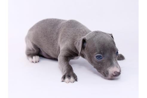 成約済の栃木県のイタリアングレーハウンド(イタグレ)-54770の3枚目